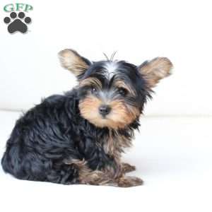Oliver, Yorkie Puppy