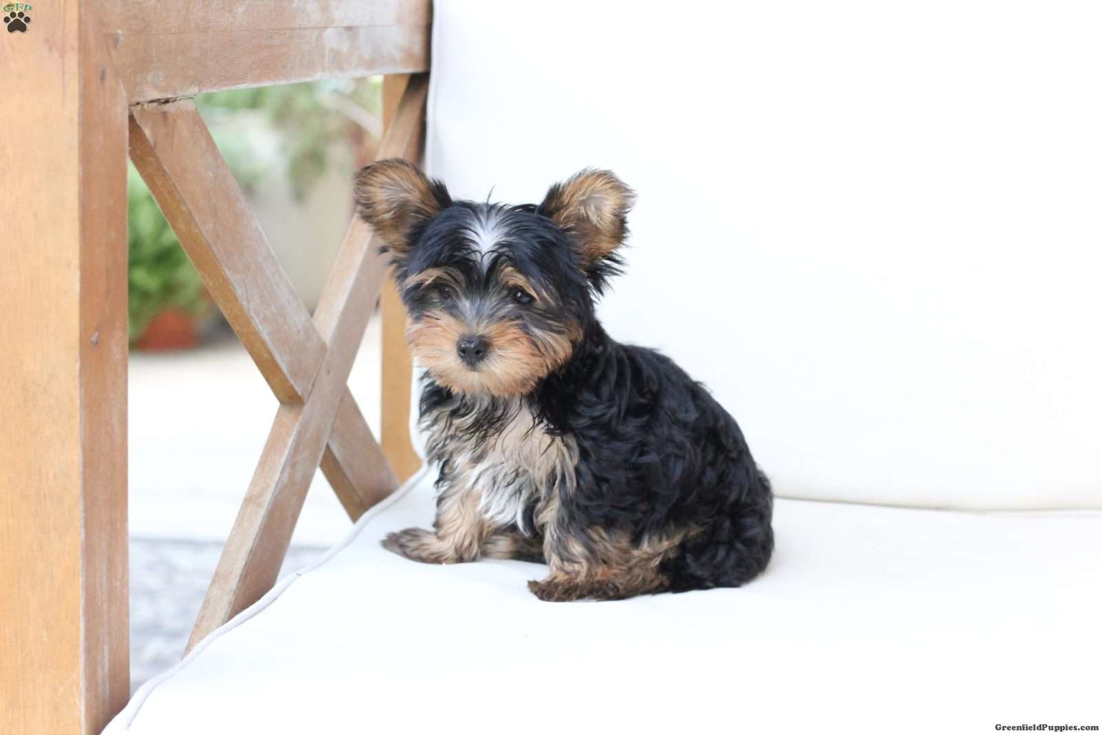 Oliver (Yorkshire Terrier, Male) in New Holland, PA