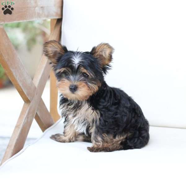 Oliver, Yorkie Puppy