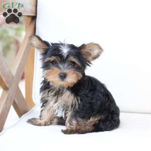 Oliver, Yorkie Puppy