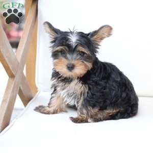 Oliver, Yorkie Puppy