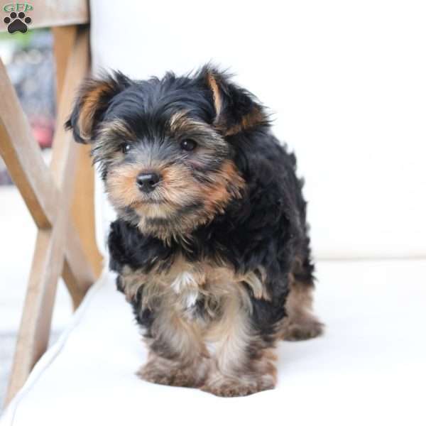 Loki, Yorkie Puppy