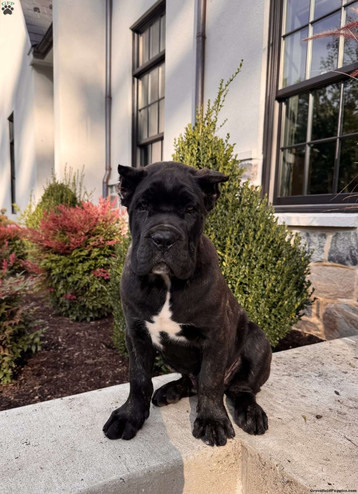 Max