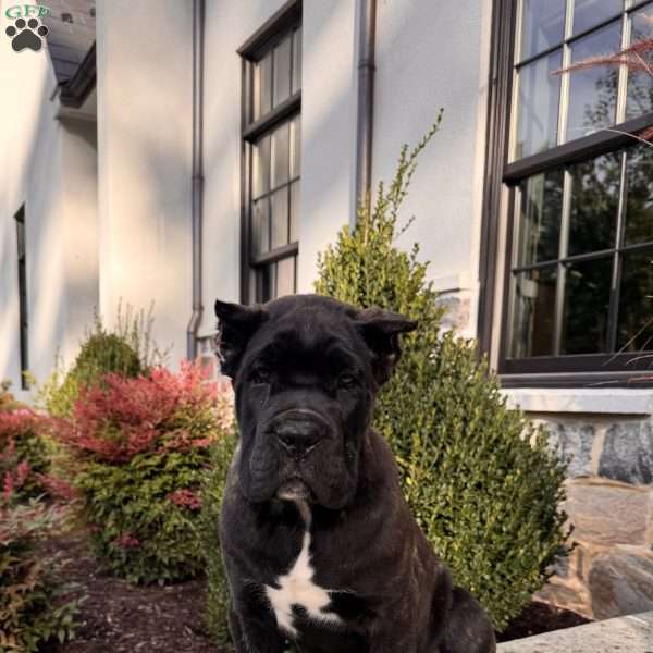 Max, Cane Corso Puppy