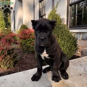 Max, Cane Corso Puppy