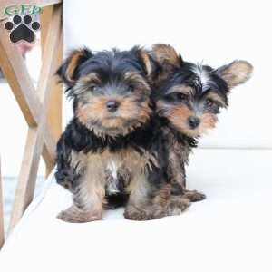 Oliver, Yorkie Puppy