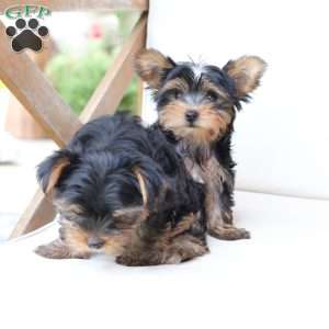 Oliver, Yorkie Puppy