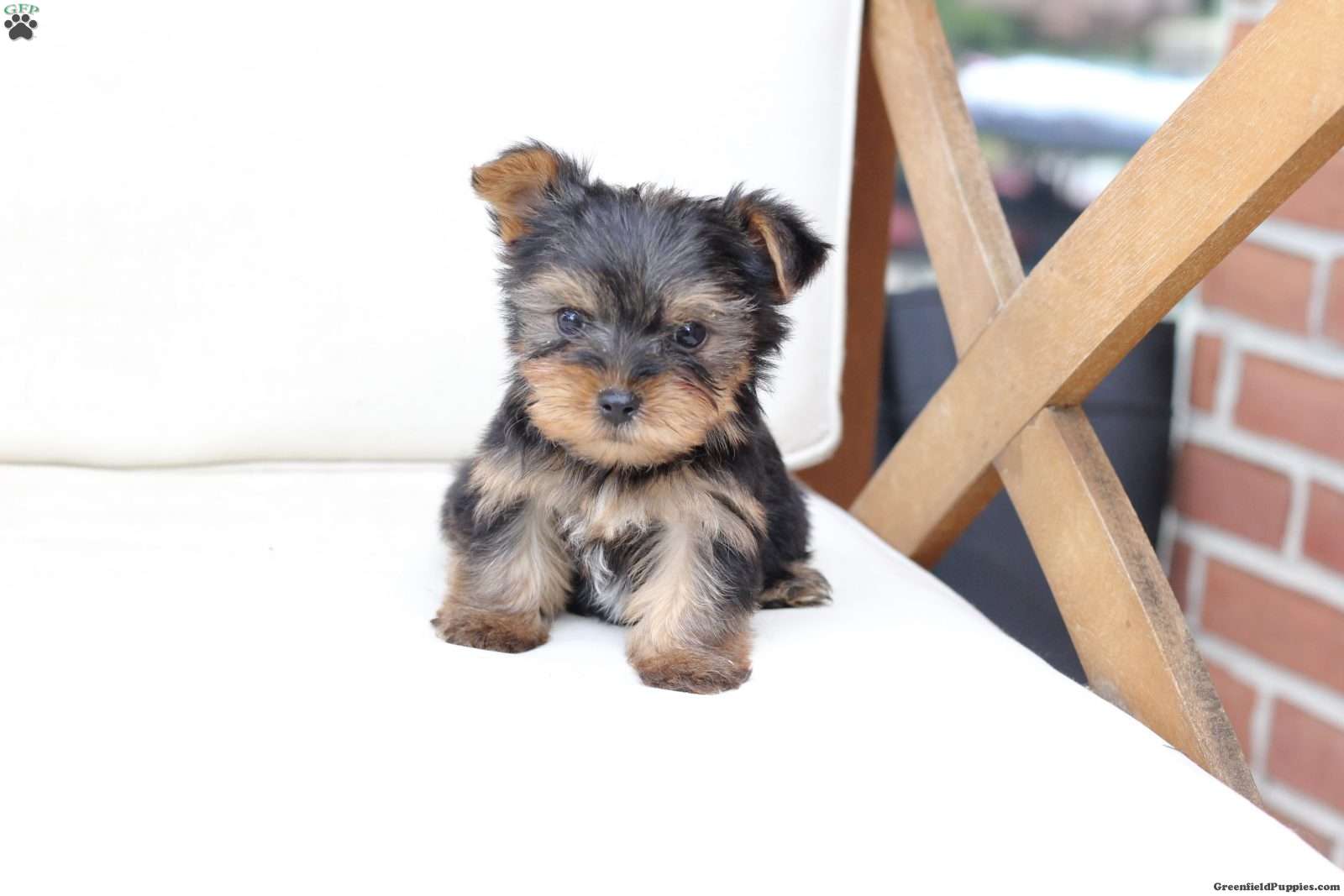Henry (Yorkshire Terrier, Male) in New Holland, PA