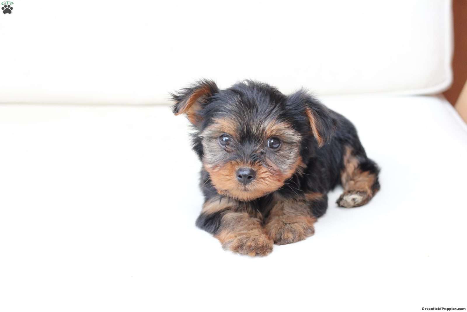 Scout (Yorkshire Terrier, Male) in New Holland, PA