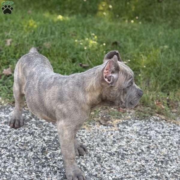 Dino, Cane Corso Puppy