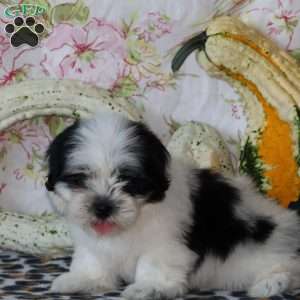 Darcy, Shih Tzu Puppy