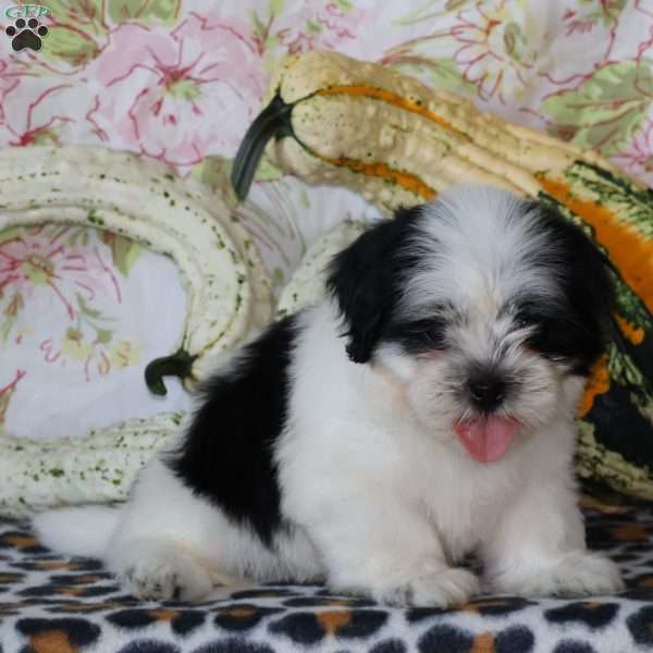 Darcy, Shih Tzu Puppy