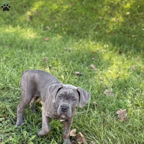 Bella, Cane Corso Puppy