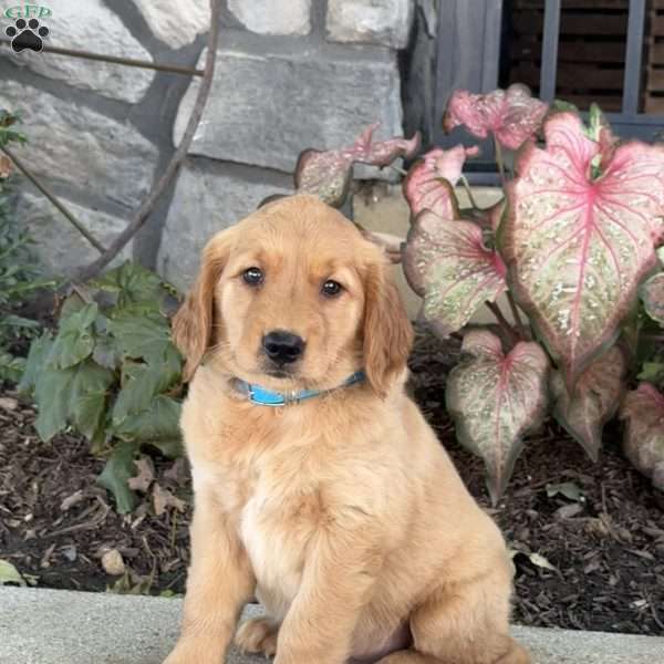 Dream, Golden Retriever Puppy