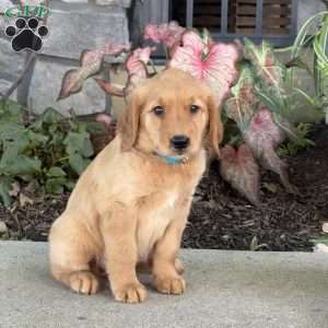 Dream, Golden Retriever Puppy