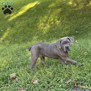 Bella, Cane Corso Puppy