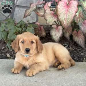 Dream, Golden Retriever Puppy