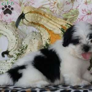 Darcy, Shih Tzu Puppy