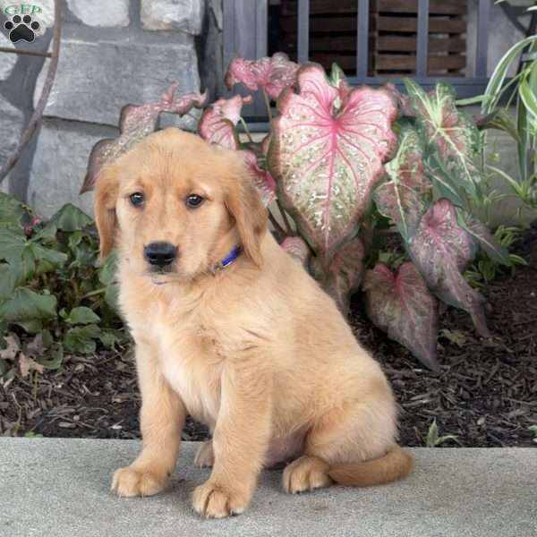 Dude, Golden Retriever Puppy