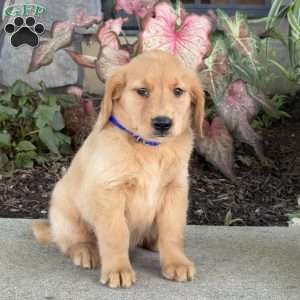 Dude, Golden Retriever Puppy