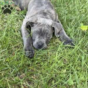 Bella, Cane Corso Puppy