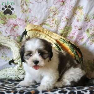 Duke, Shih Tzu Puppy