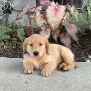 Dude, Golden Retriever Puppy