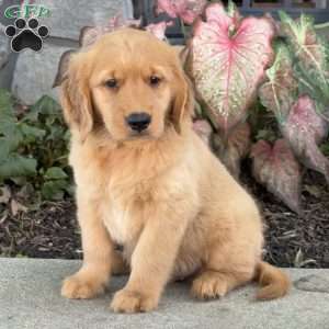 Dudley, Golden Retriever Puppy