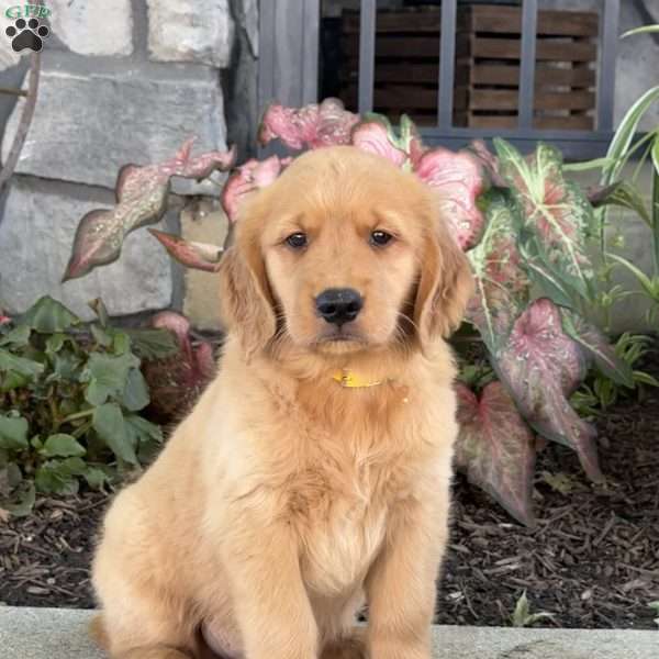 Dudley, Golden Retriever Puppy
