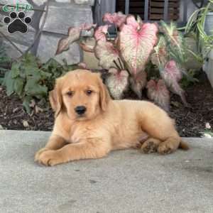 Dudley, Golden Retriever Puppy