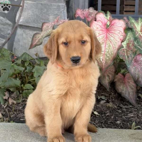 Dexter, Golden Retriever Puppy