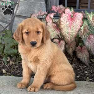 Dexter, Golden Retriever Puppy