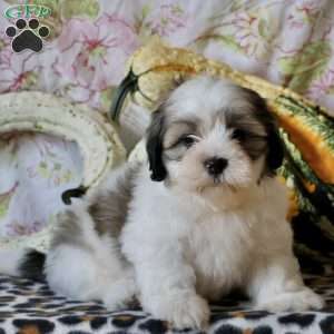 Duke, Shih Tzu Puppy