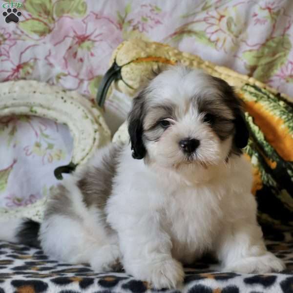 Duke, Shih Tzu Puppy