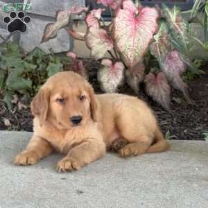 Dexter, Golden Retriever Puppy