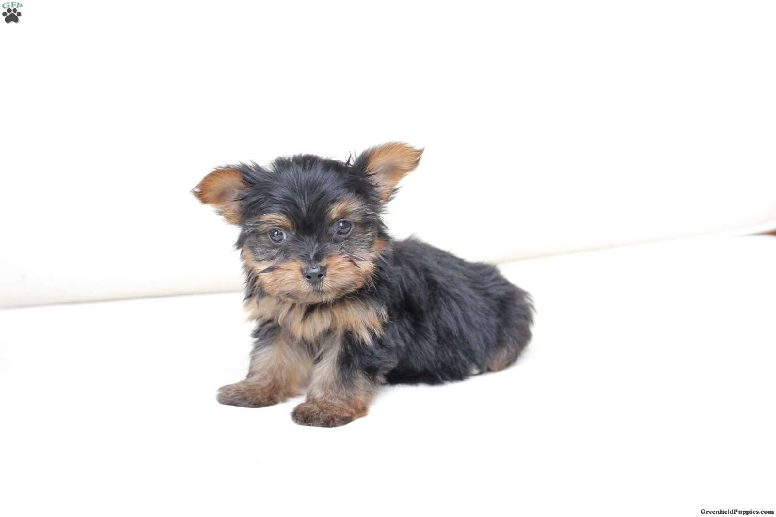 Rylie (Yorkshire Terrier, Female) in New Holland, PA