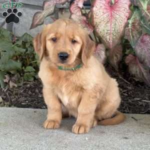 Diamond, Golden Retriever Puppy