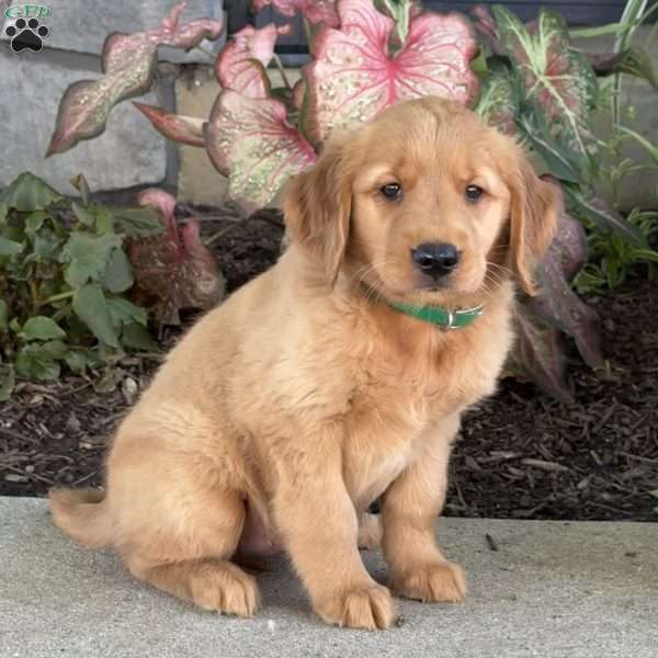 Diamond, Golden Retriever Puppy