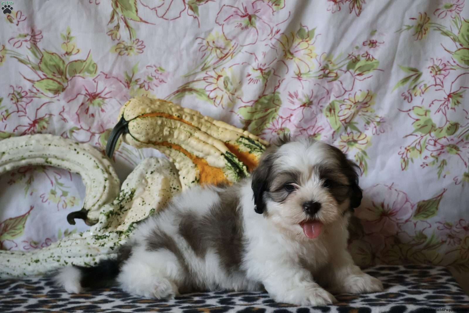 Duke