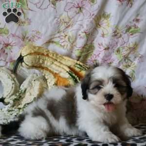 Duke, Shih Tzu Puppy