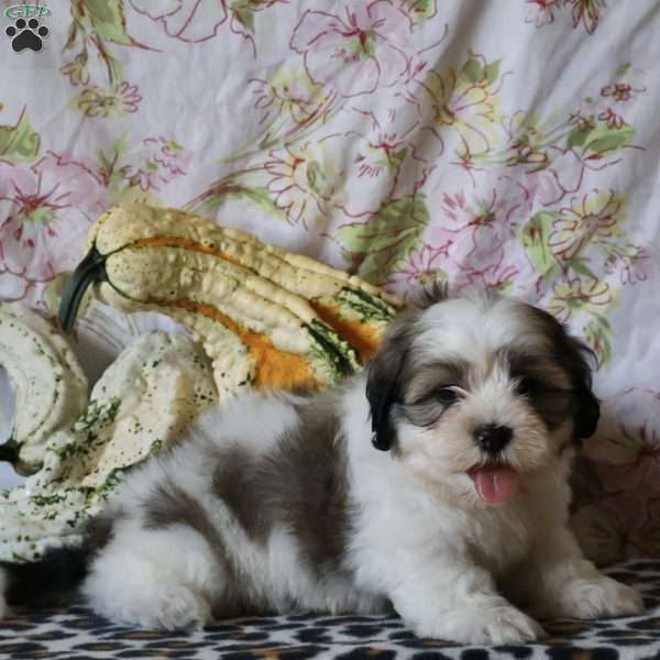 Duke, Shih Tzu Puppy