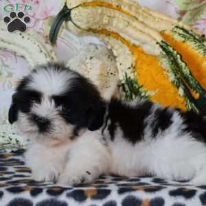 Dash, Shih Tzu Puppy