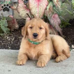 Diamond, Golden Retriever Puppy
