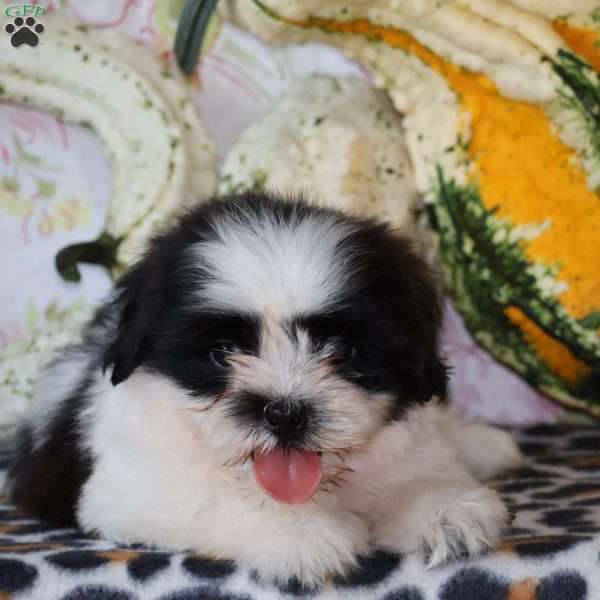 Dash, Shih Tzu Puppy