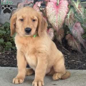 Diesel, Golden Retriever Puppy