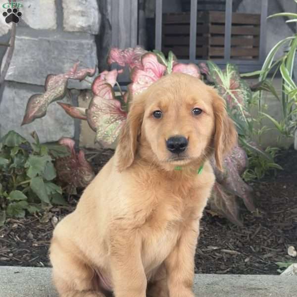 Diesel, Golden Retriever Puppy