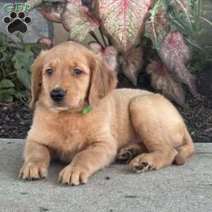 Diesel, Golden Retriever Puppy