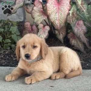 Diva, Golden Retriever Puppy
