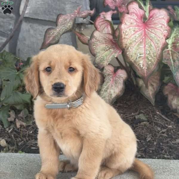 Diva, Golden Retriever Puppy