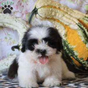 Dash, Shih Tzu Puppy
